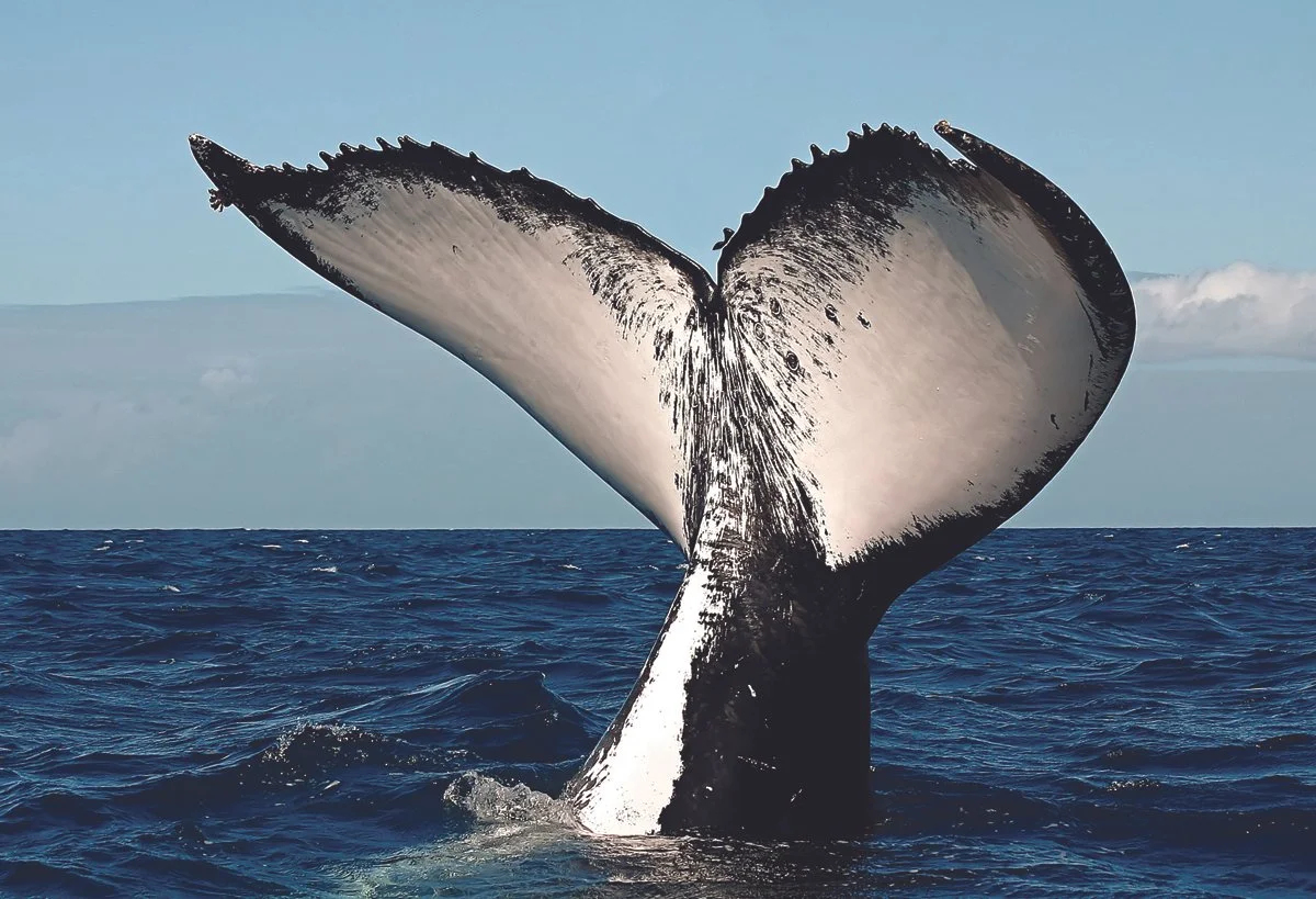 Humpback whales passing offshore between July and September