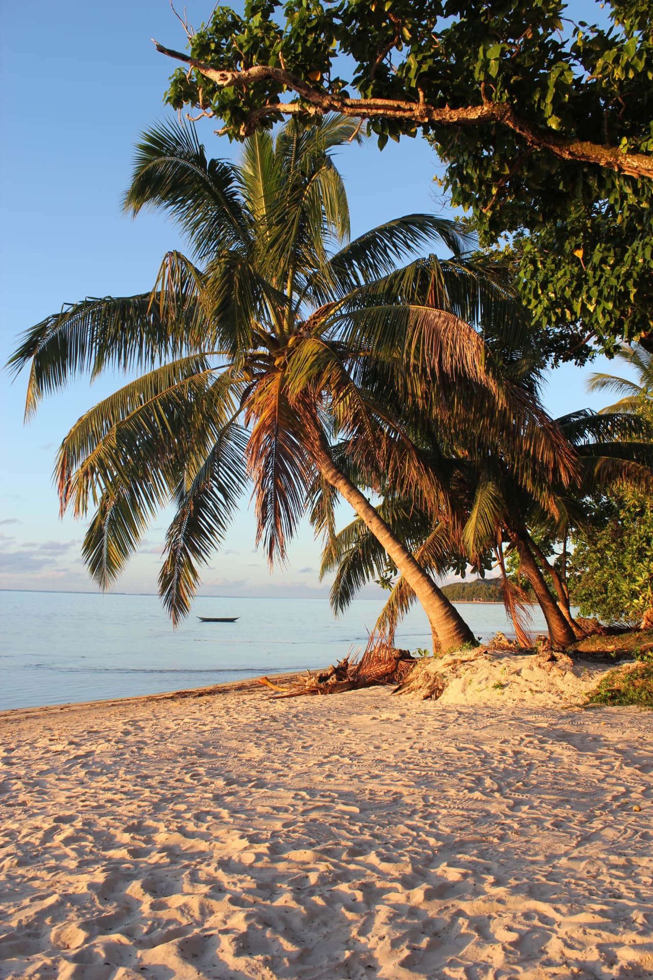 Coconut palms leaning over the shore in front of the resort