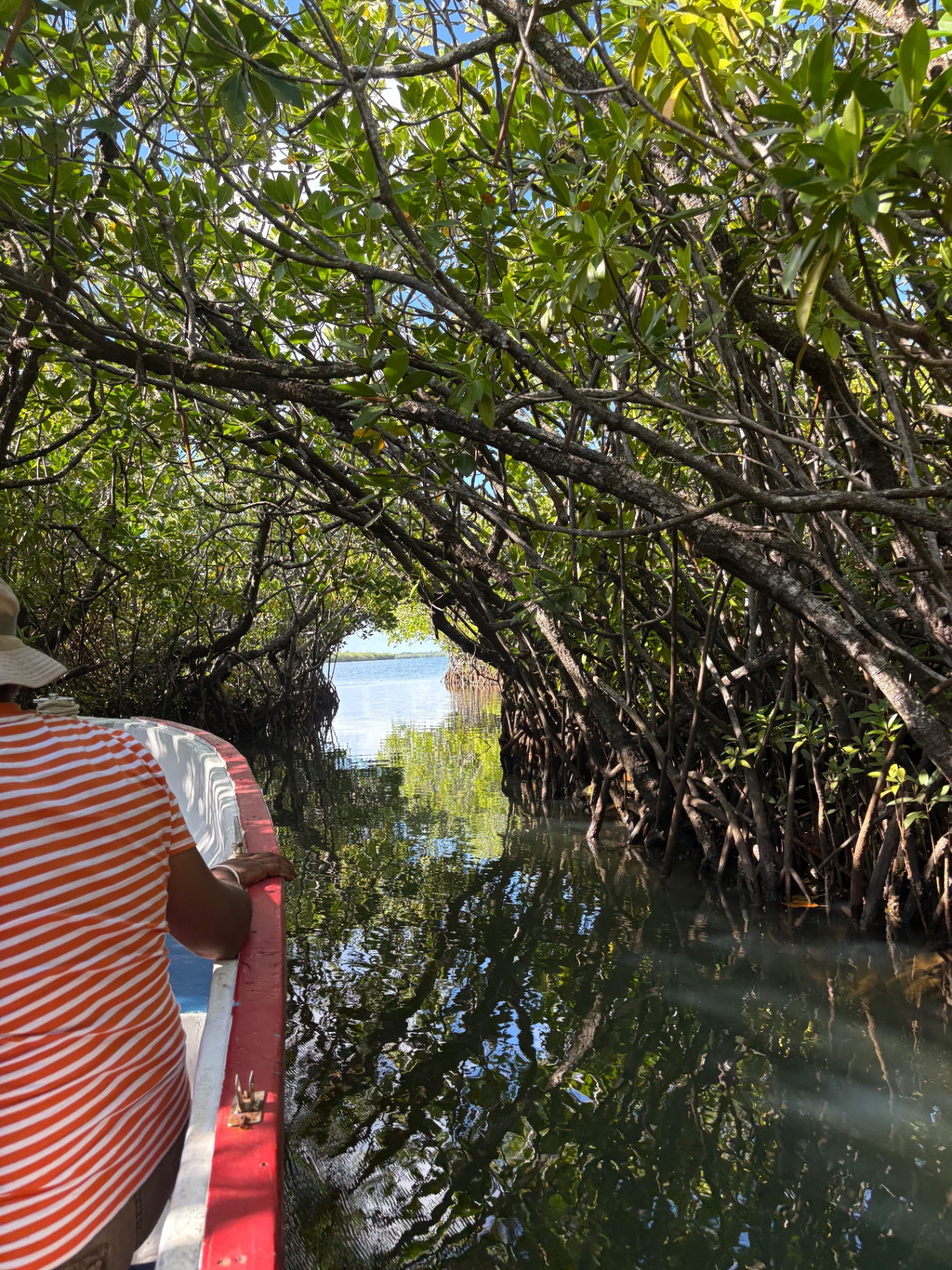 Tour the Mangroves